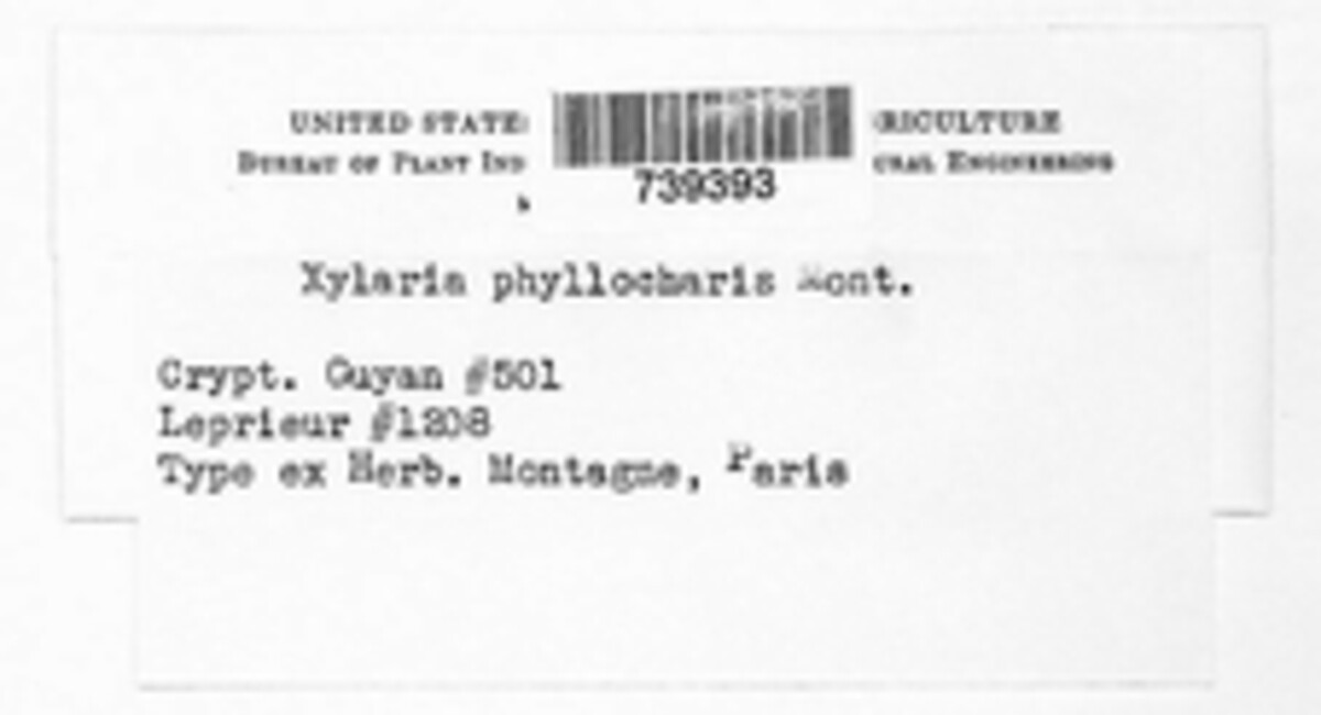 Xylosphaera phyllocharis image